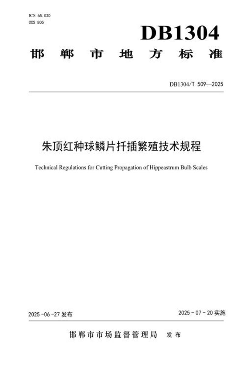DB1304/T 509-2025 朱顶红种球鳞片扦插繁殖技术规程资源截图
