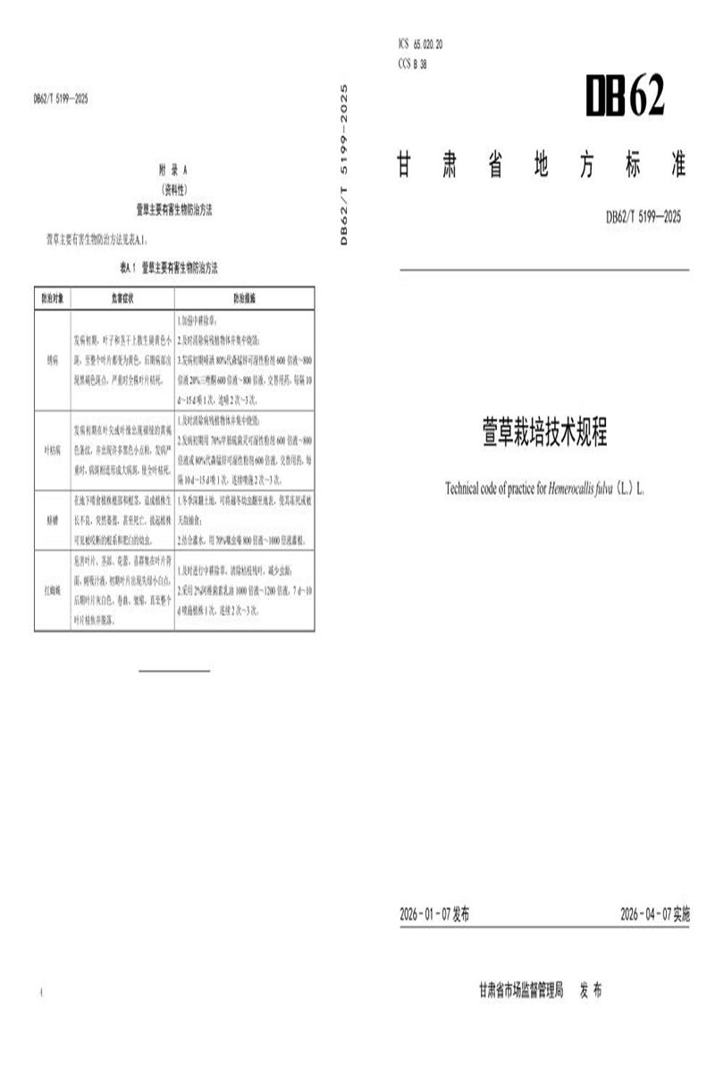 DB62/T 5199-2025 萱草栽培技术规程资源截图
