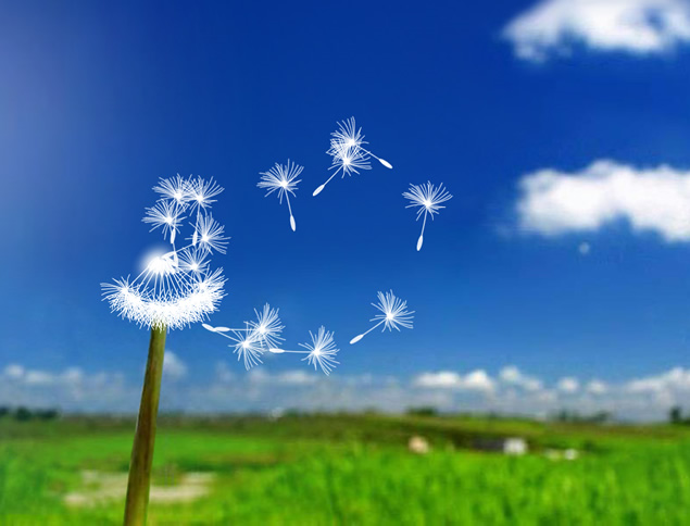 蒲公英动态ppt模板